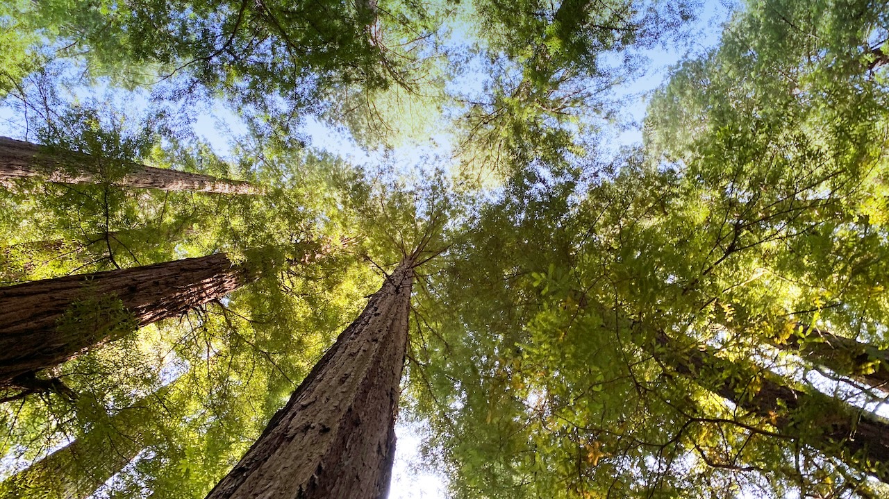 growing through challenges