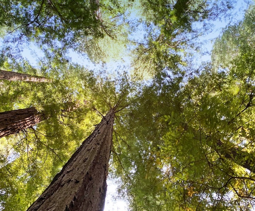 growing through challenges